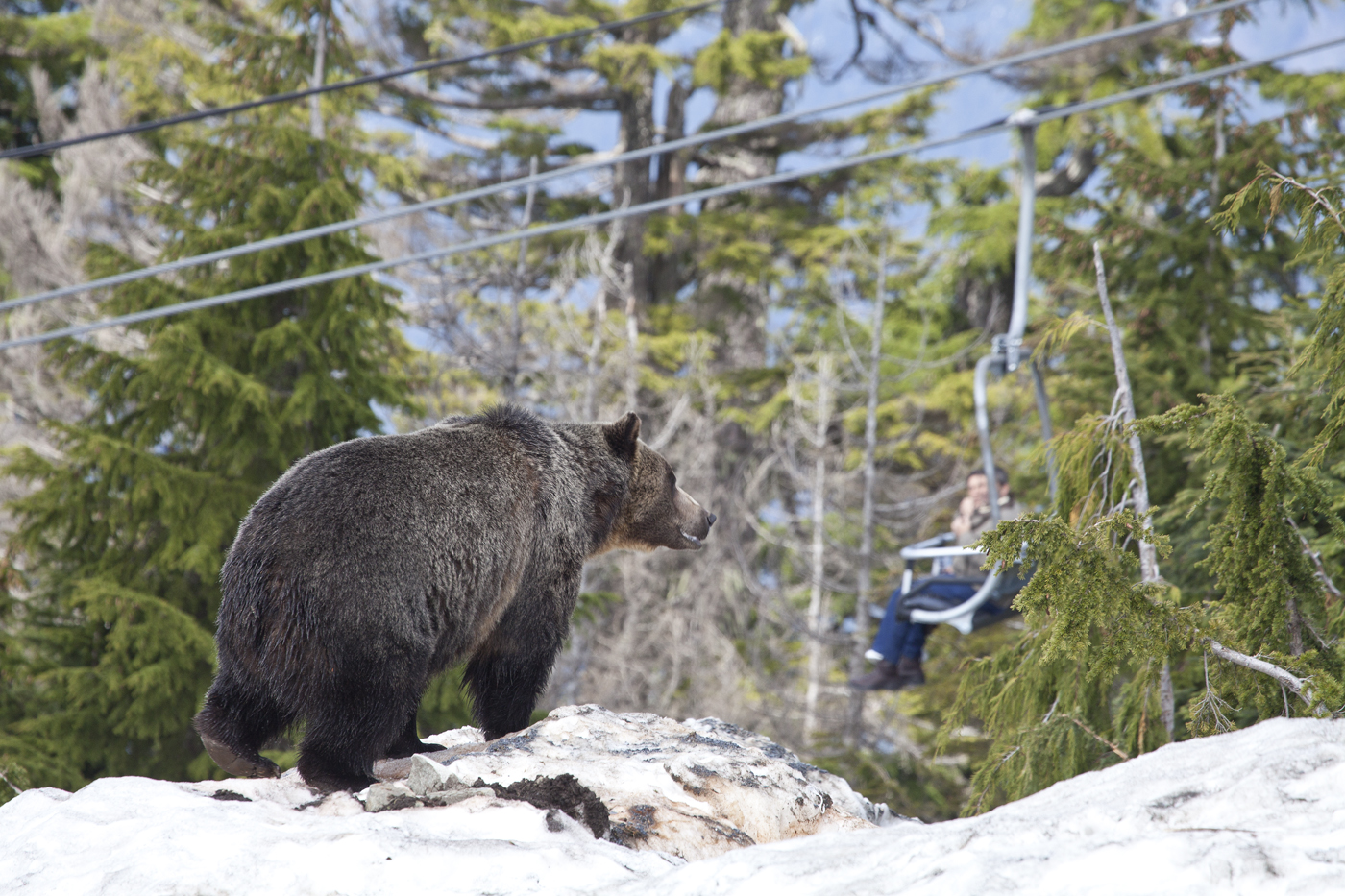 Bears Enter Lower Pond Habitat Grouse Mountain The Peak of Vancouver