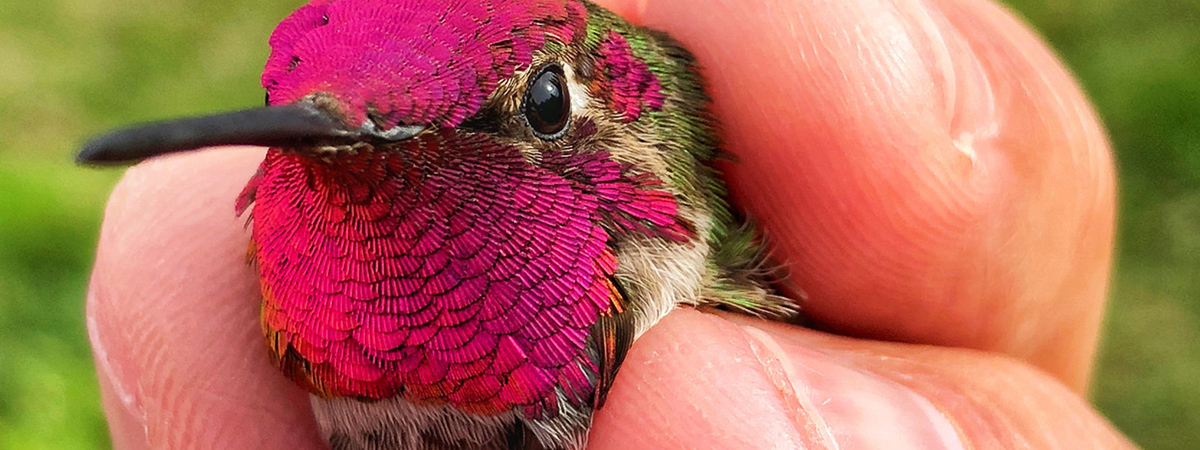 hummingbird being held in a hand
