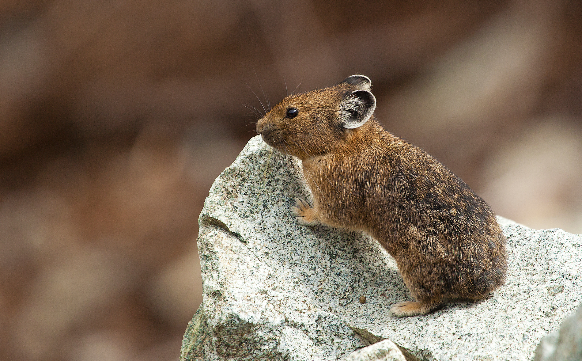What is pikas