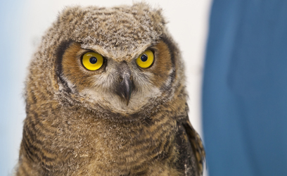 Owlet Naming Contest