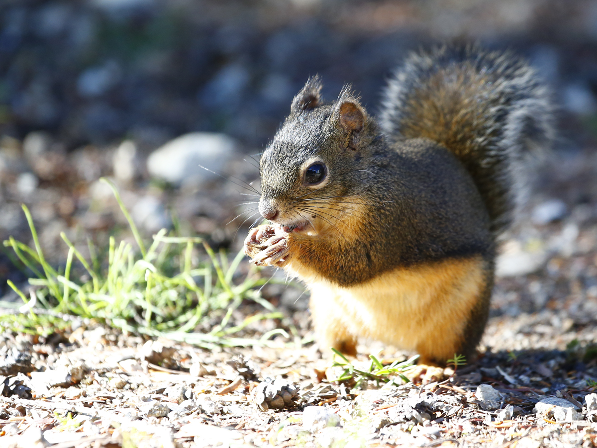 Tale of Two Critters | Grouse Mountain - The Peak of Vancouver