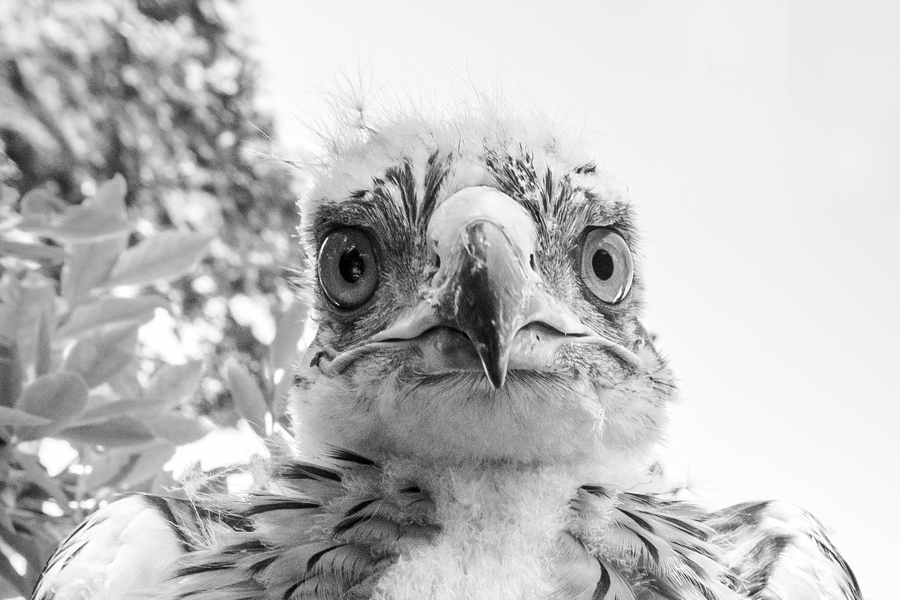 Baby Raptors! | Grouse Mountain - The Peak of Vancouver