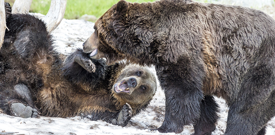 Bear Play Fighting