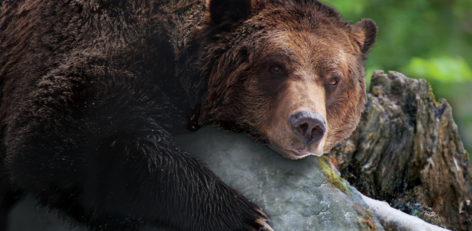 bear