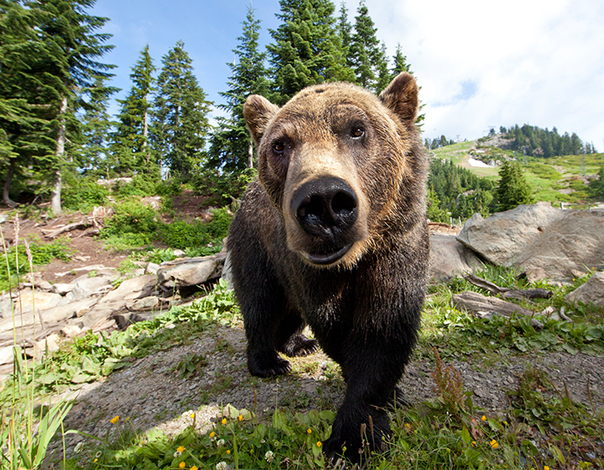 Grizzly Bear - Wildlife Images Rehabilitation and Education Center