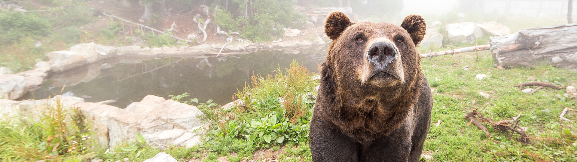 education-bears -of-north-america