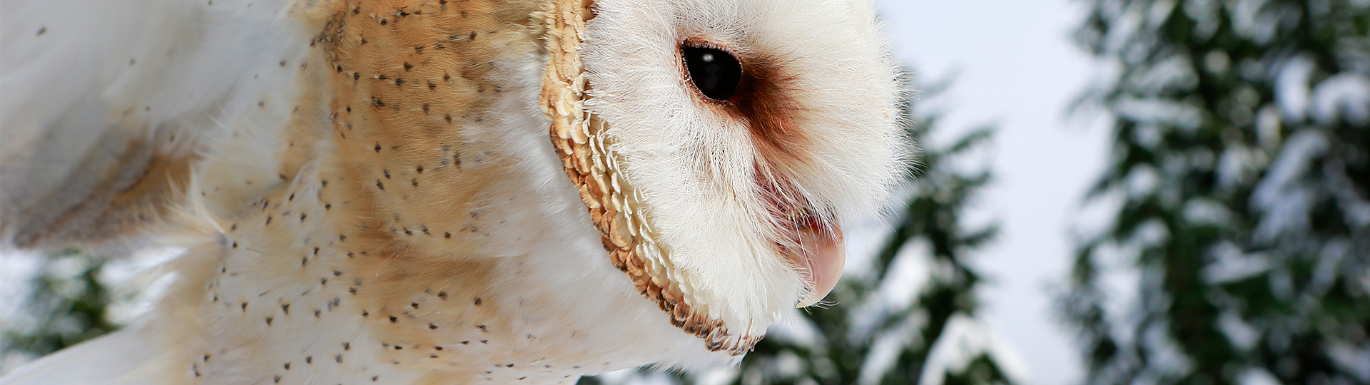 education-owls-field-trip