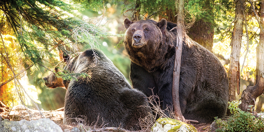 This summer, come Into the Wild
