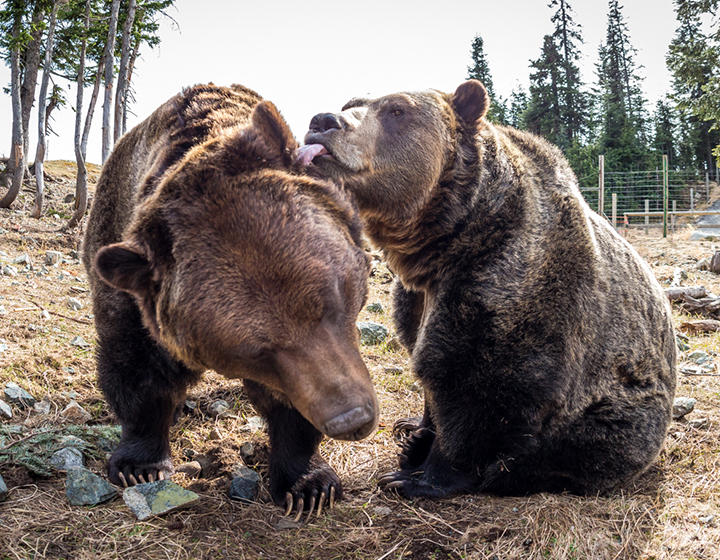 Learn more about our two Grizzly bears at our summer ranger talks.
