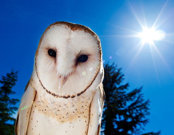 Learn more about owls this summer at Grouse Mountain