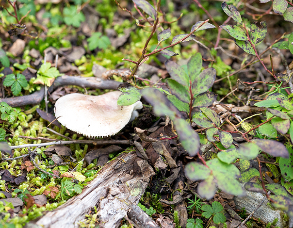 learn about animal track and the flora of Grouse Mountain