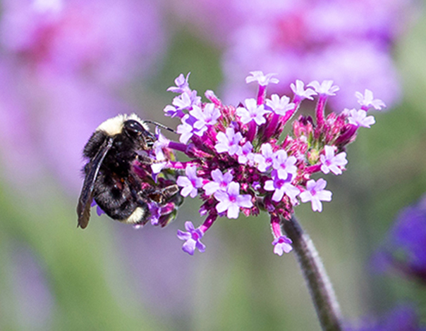 Check out our Pollinators garden filled with bees, flies, butterflies, wasps and much more.