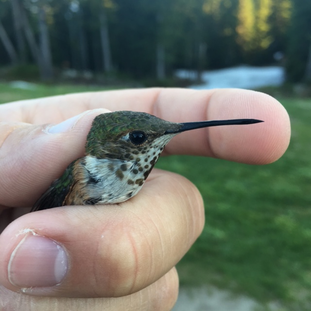 Hummingbird Numbers Down | Grouse Mountain - The Peak of Vancouver