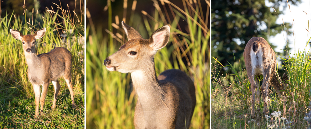 Keep your eyes out for deer around the Mountain.