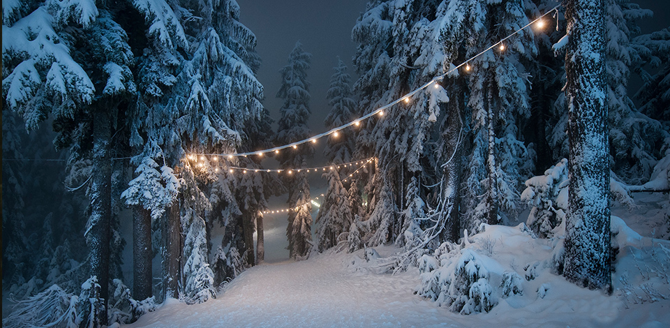 light walk through forest