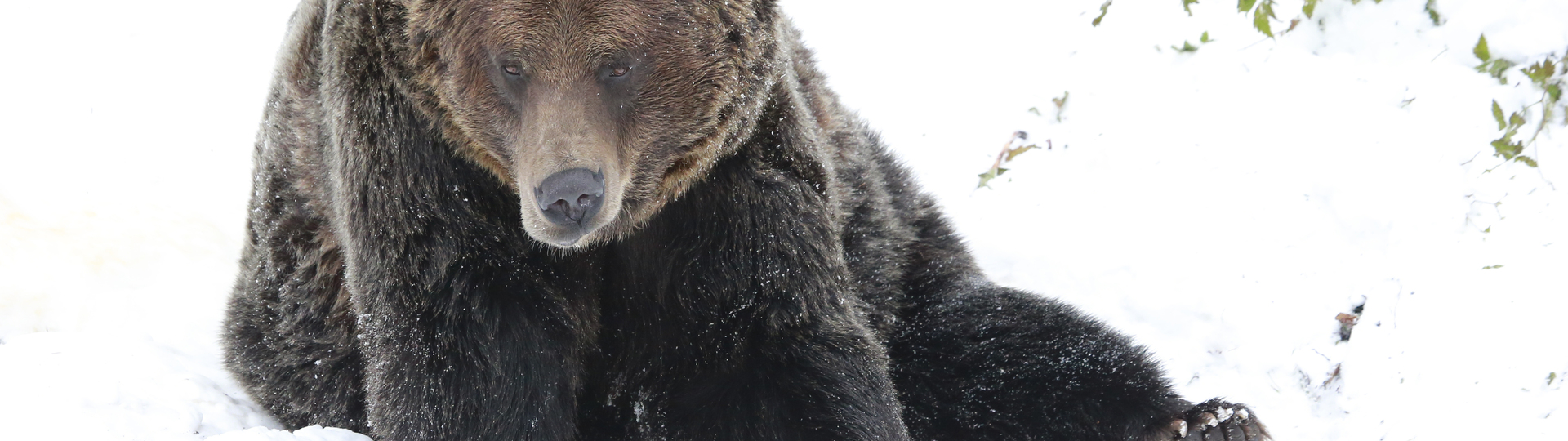 bear on snow