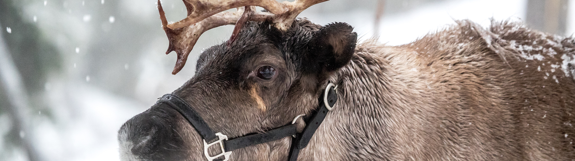 Grouse Mountain Reindeer