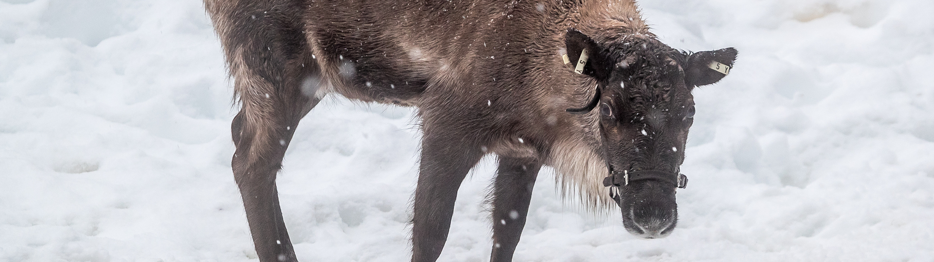 Grouse Mountain Reindeer