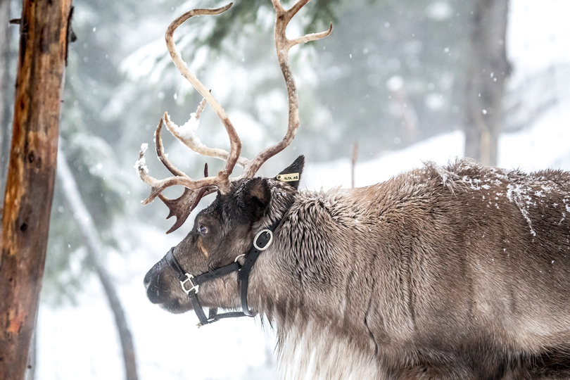Grouse Mountain Reindeer