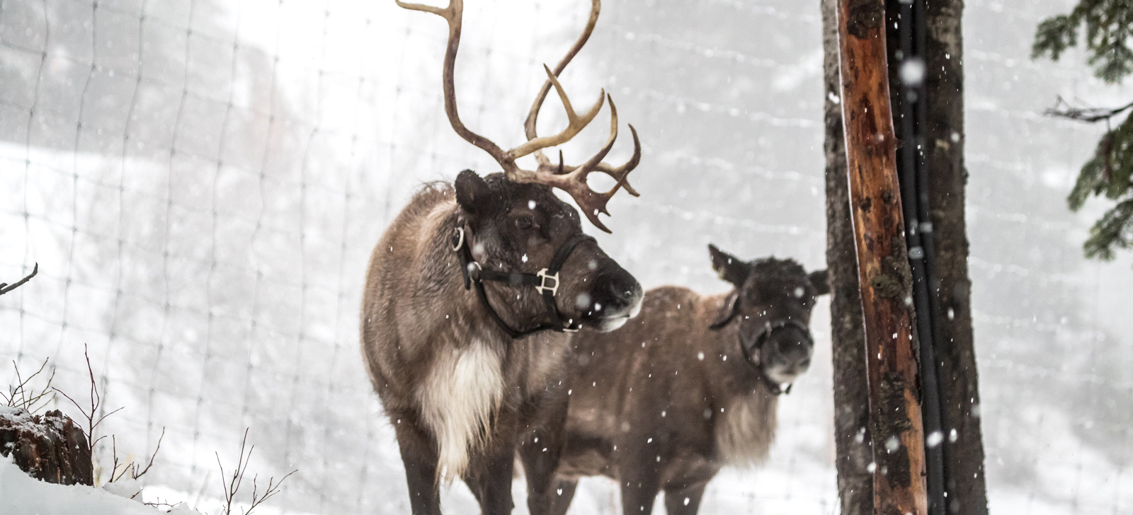 Reindeer at the Peak of Christmas