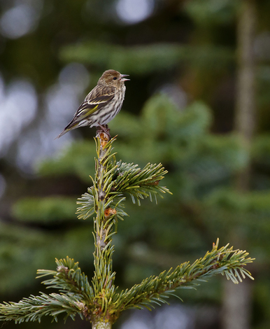 Spring is arriving and the birds are coming out!