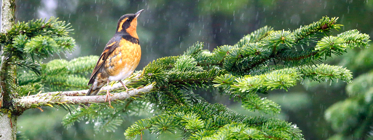 Grouse Mountain is showing small signs of Spring as the birds start to come out.