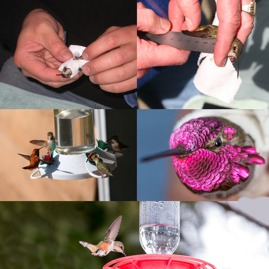 Help the Hummingbirds this spring
