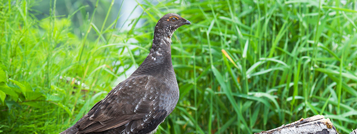 Today for National Wildlife Week let's look at some of the common birds found on Grouse Mountain! The birds here can be seen on most trips up the mountain - regardless of season. Watch for them on your next trip up!