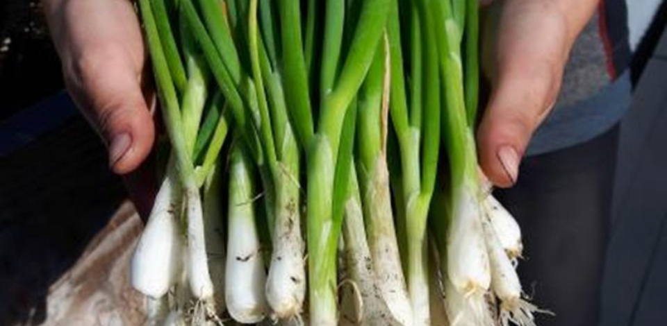 Green onion from the Grouse Mountain Garden