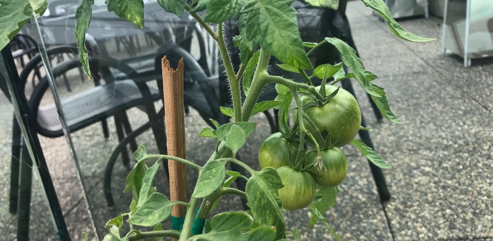 Grouse Mountain Veggie Garden 2018