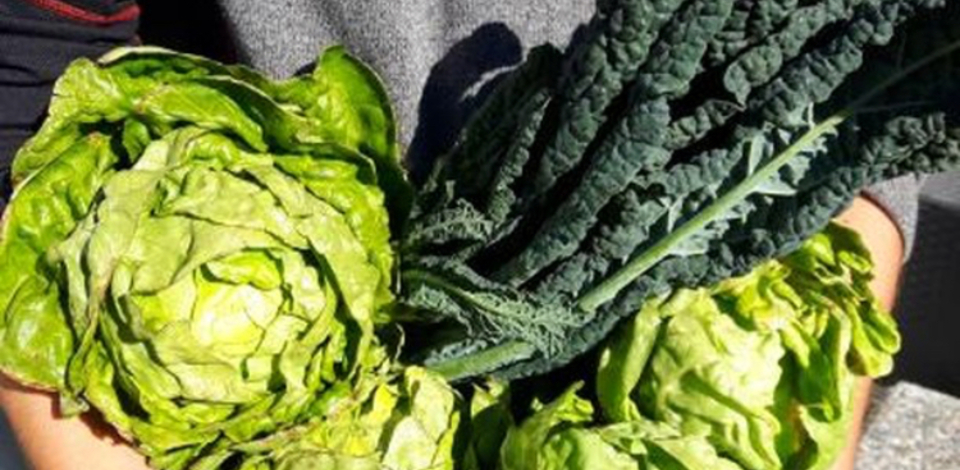 Vegetable harvest from Grouse Mountain Garden