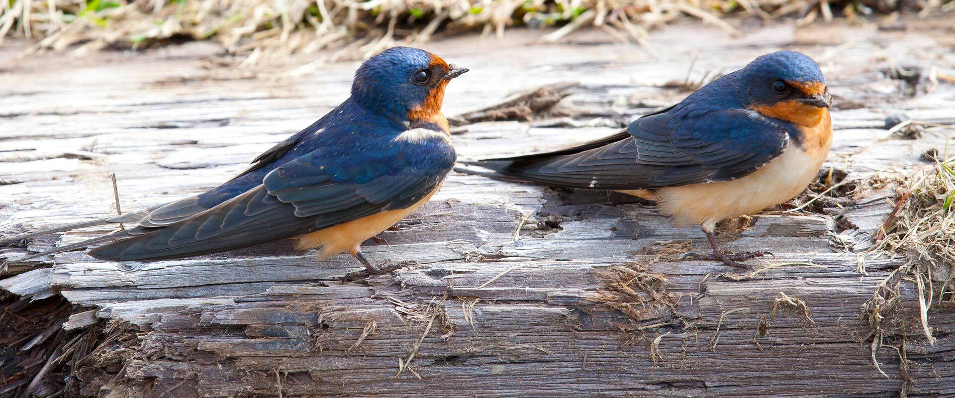 Baby birds at Grouse Mountain