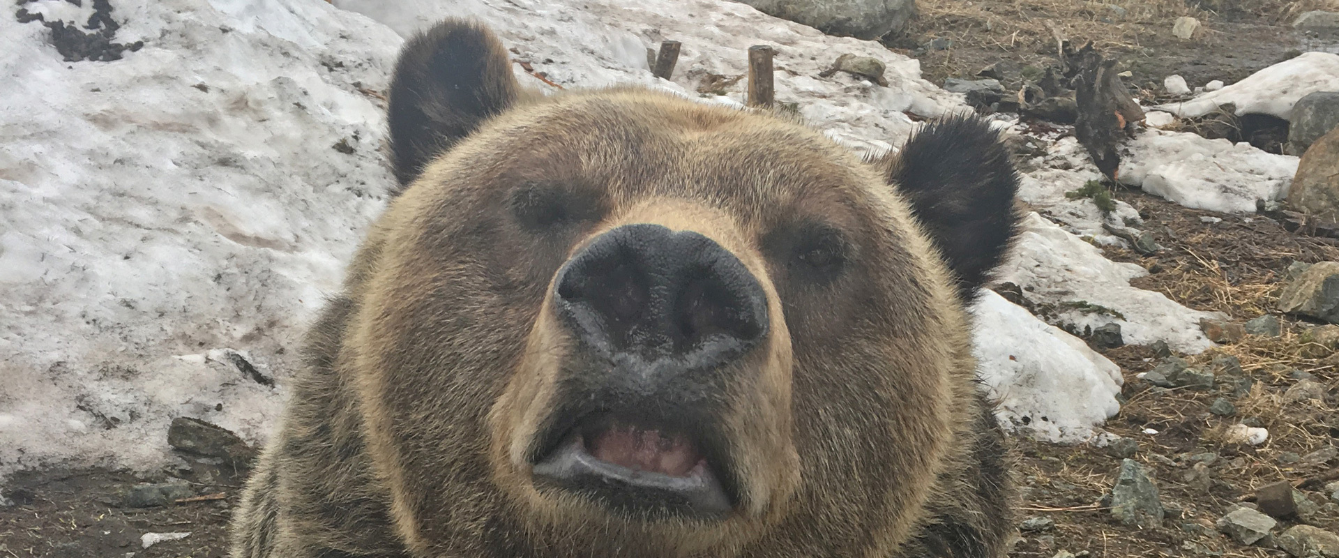 Grizzly bear weigh in after hibernation 