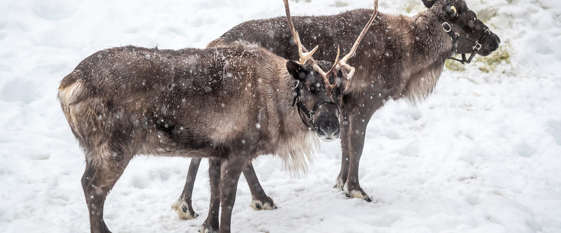 Come see the Peak of Christmas at Grouse Mountain