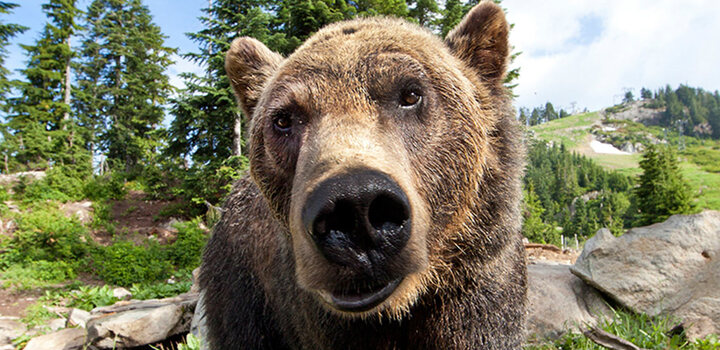 Breakfast with the Bears