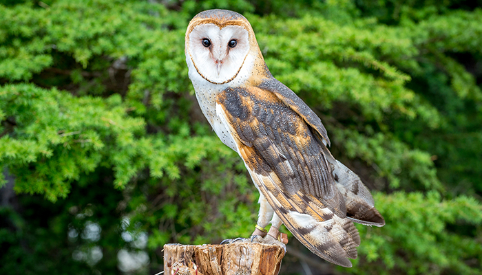 Resident Barn owl of Grouse Mountain