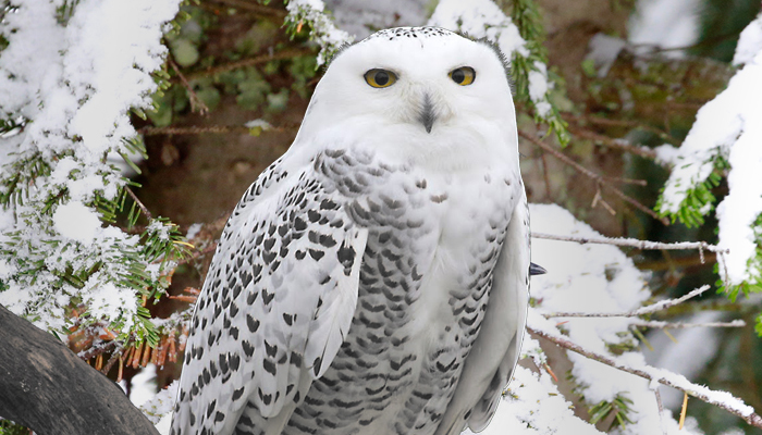 owls of Grouse Mountain