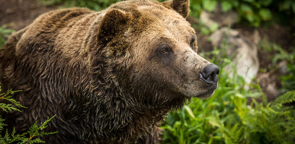 Grouse Mountain's two orphaned Grizzlies, Grinder and Coola