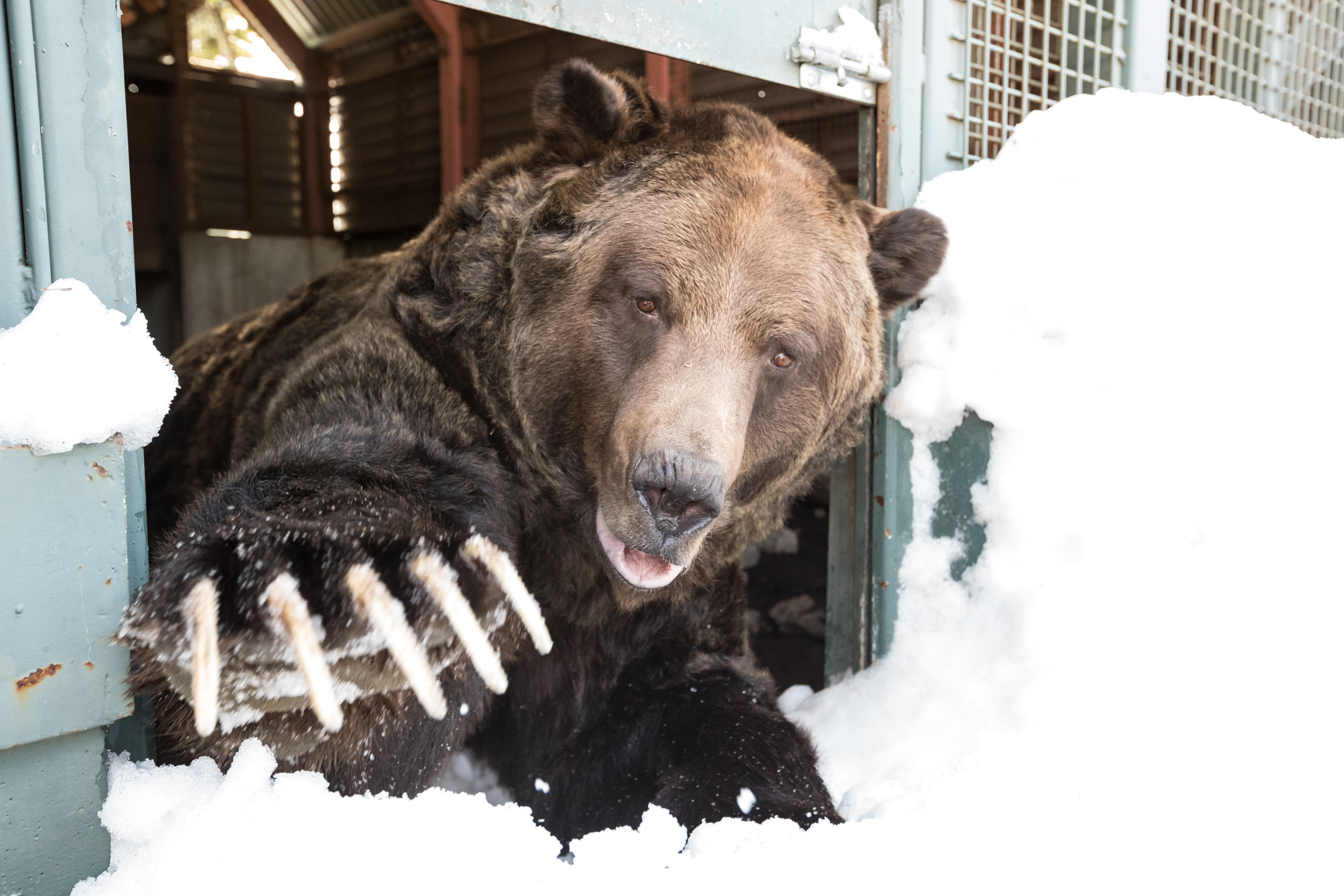 Bears Emerge 2019 Grouse Mountain The Peak of Vancouver