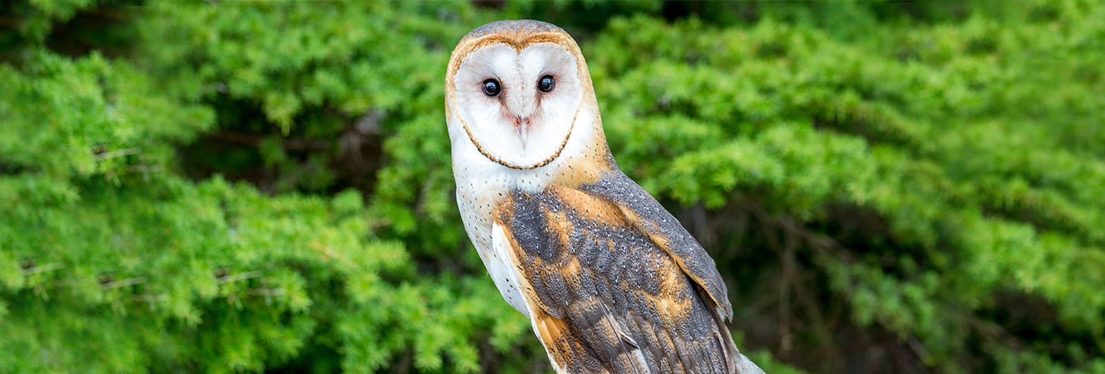 Owls At Grouse Mountain Grouse Mountain The Peak Of Vancouver