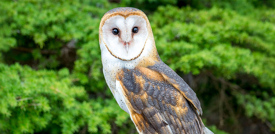 Owls of Grouse Mountain