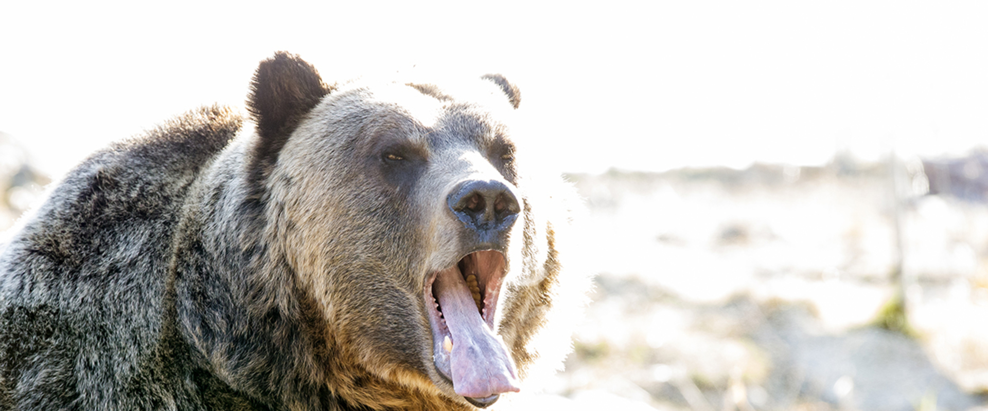 Bears preparing for winter