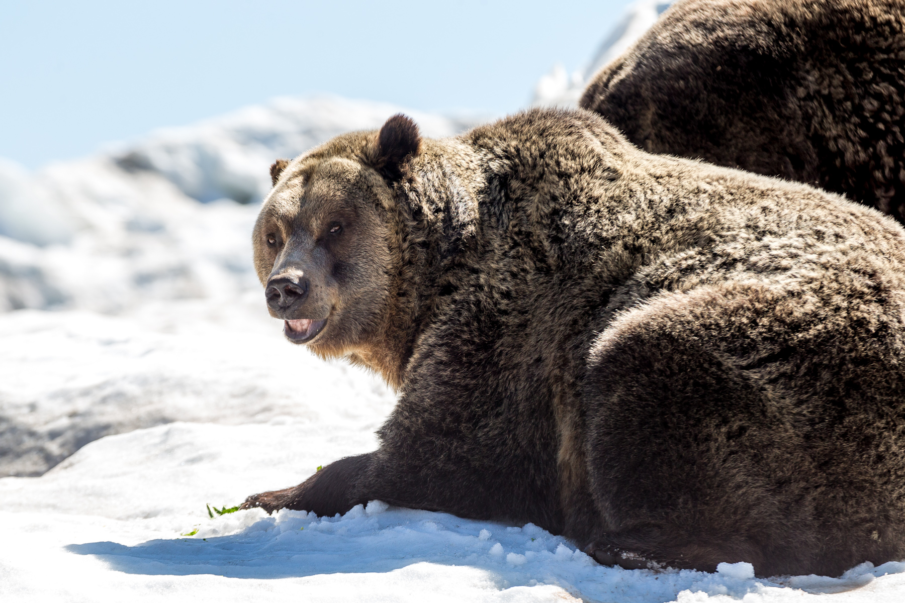 Bears Enter Upper Pond Habitat 2020 Grouse Mountain The Peak of
