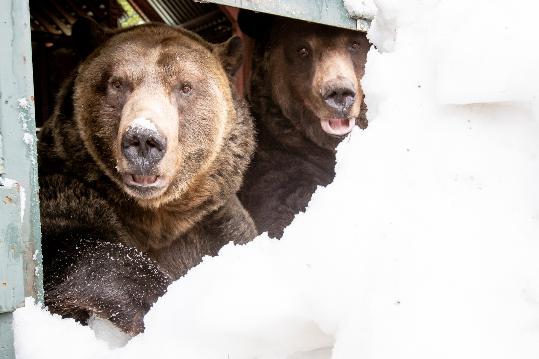 Bears Emerge 2021 | Grouse Mountain - The Peak of Vancouver