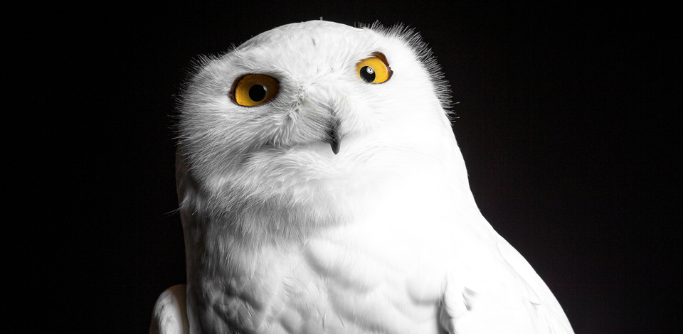 Blizzard - Snowy Owl