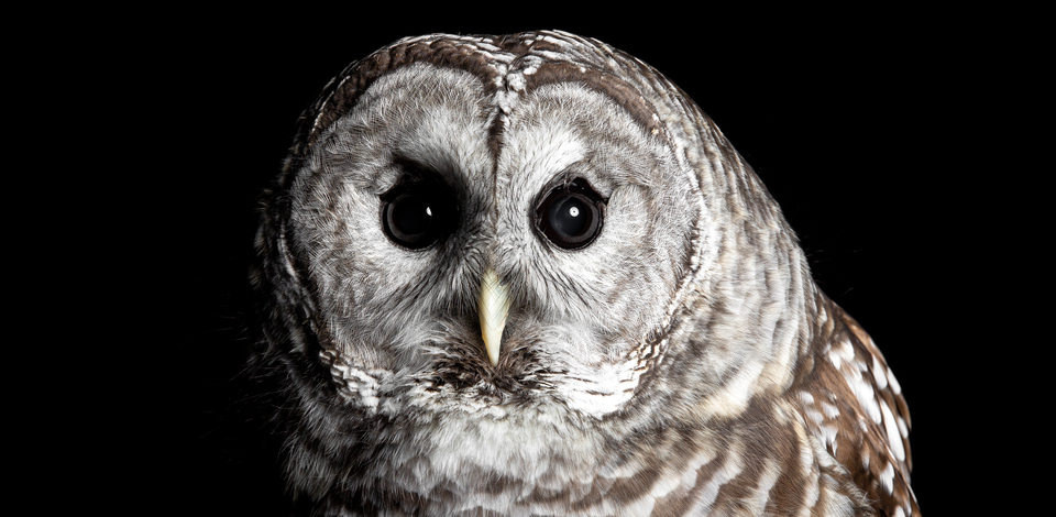 Odin Barred Owl