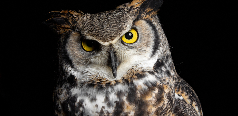 Athena - Great-Horned Owl