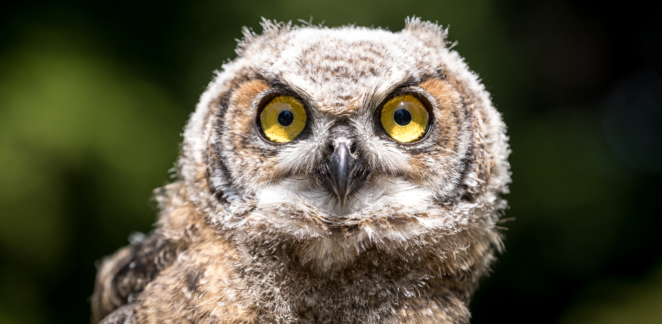 Owls at Grouse Mountain | Grouse Mountain - The Peak of Vancouver