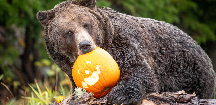 Coola's Pumpkin Smash